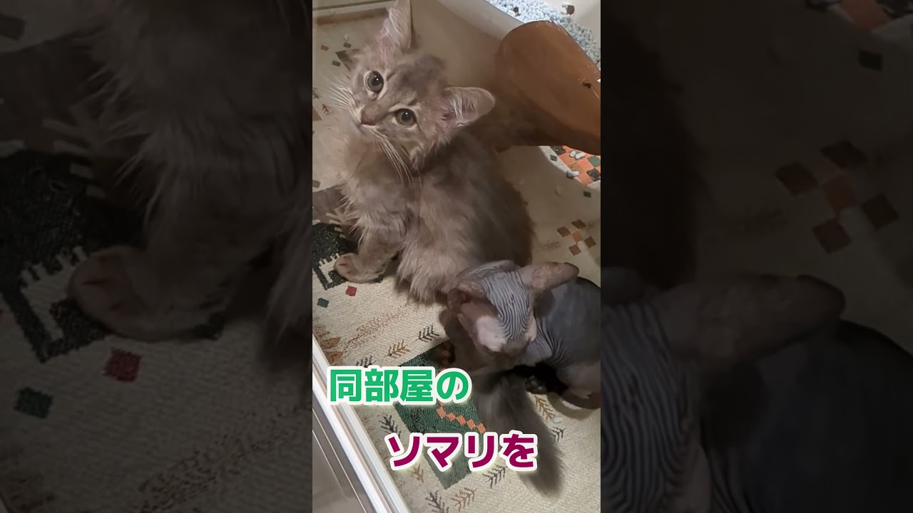 絆を強めたいとソマリに迫るスフィンクス！〈貴重映像〉【しずくん動画ショート特別子猫編】#スフィンクス#ソマリ#shorts