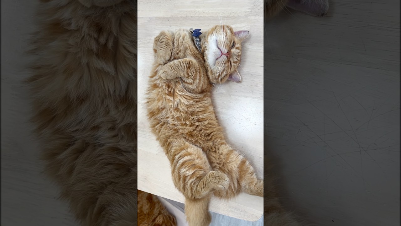 みなさん、お元気ですか？ #猫 #マンチカン #shorts