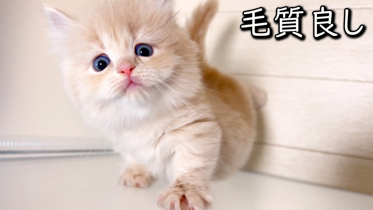 【マンチカンの子猫】子猫達の毛質がどんどん良くなってきて手入れを考えた件 ∼猫のいる生活Vol.801~ 出産動画 マンチカン短足・ミヌエット・ペルシャ猫専門ブリーダー『ペット蔵人』【子猫の成長記録】