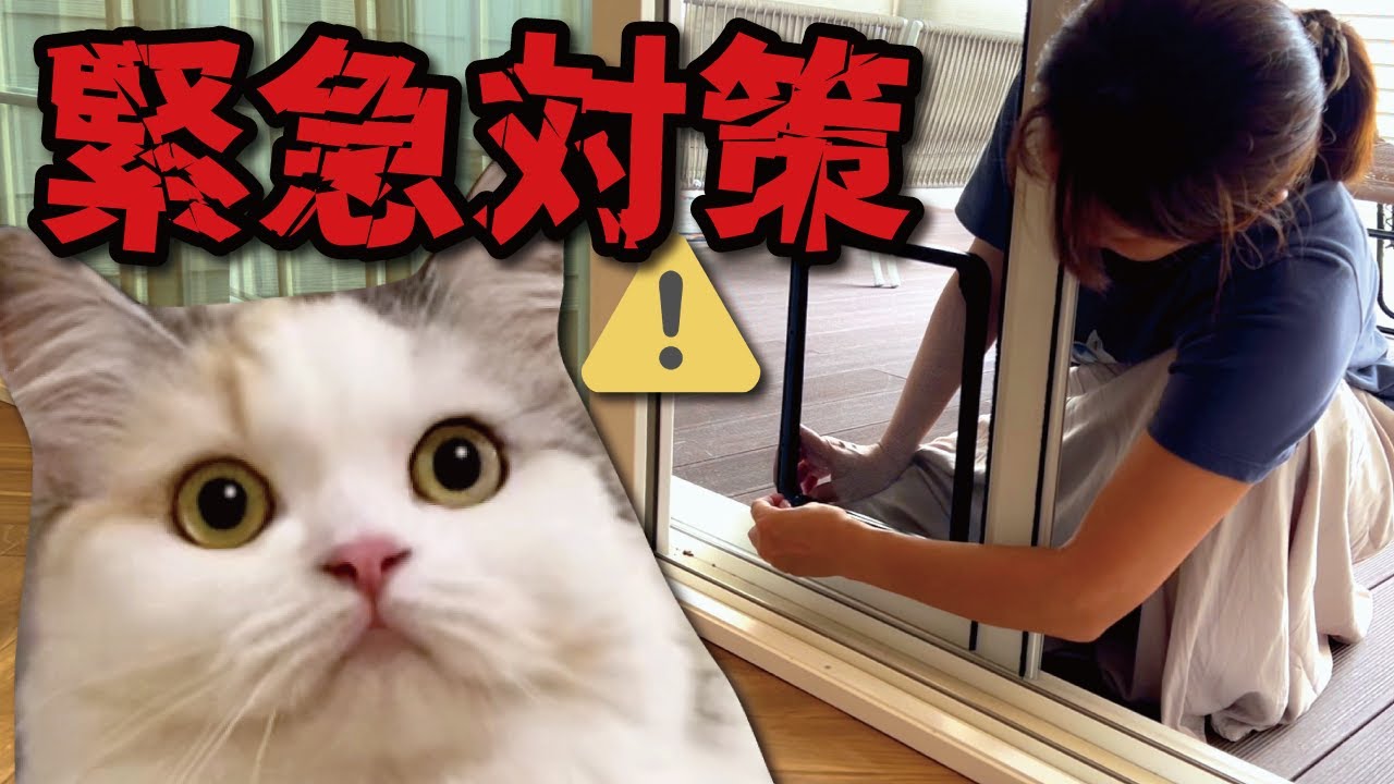 猫たちが自由に外に出れるドアを取り付けたらまさかの展開に…！【関西弁でしゃべる猫】【猫アテレコ】 【猫アテレコ】