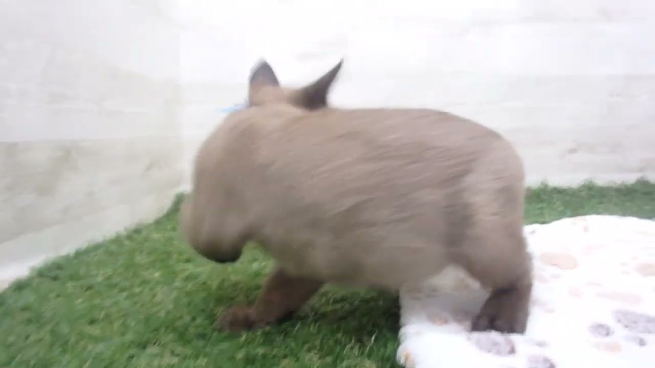 Coo&RIKU　No00650682 バーミーズ