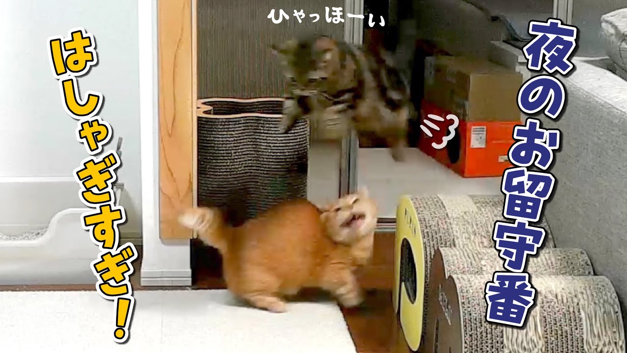 久しぶりに夜のお留守番をさせたら大はしゃぎで遊ぶ猫が可愛すぎた！