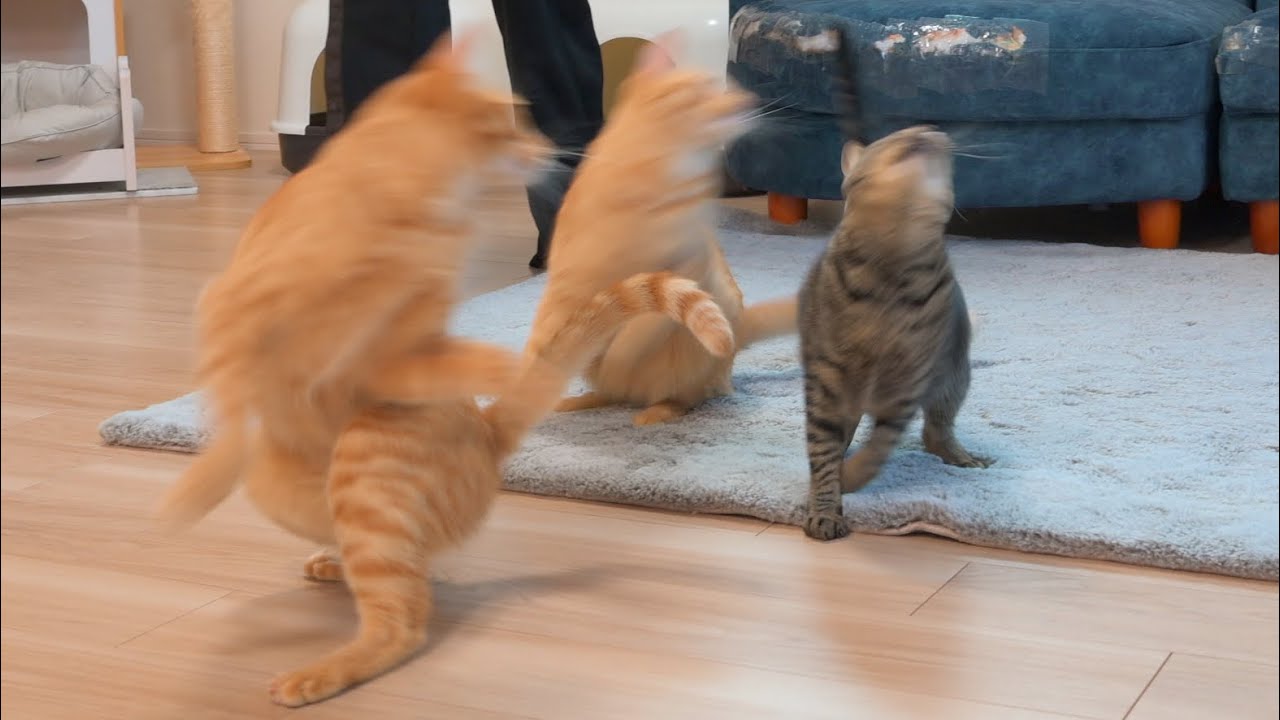 自称日本一の運動量を誇る猫たちの本気がこちらww
