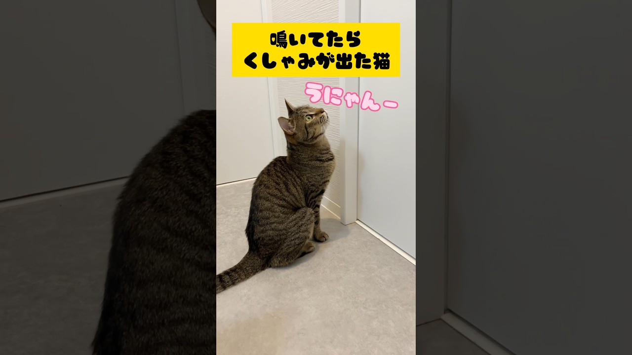 外にいる飼い主を呼んでいたらくしゃみが出ちゃった猫。 #shorts #保護猫 #cat #猫のいる暮らし