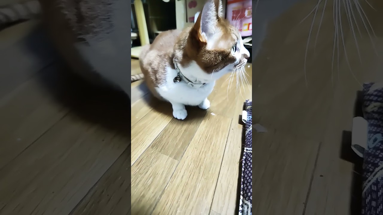 甘えすぎて噛もうとしてきた茶トラ猫。怒られて反省中 #かわいい #ねこ #ねこのいる生活 #ねこ動画 #cat