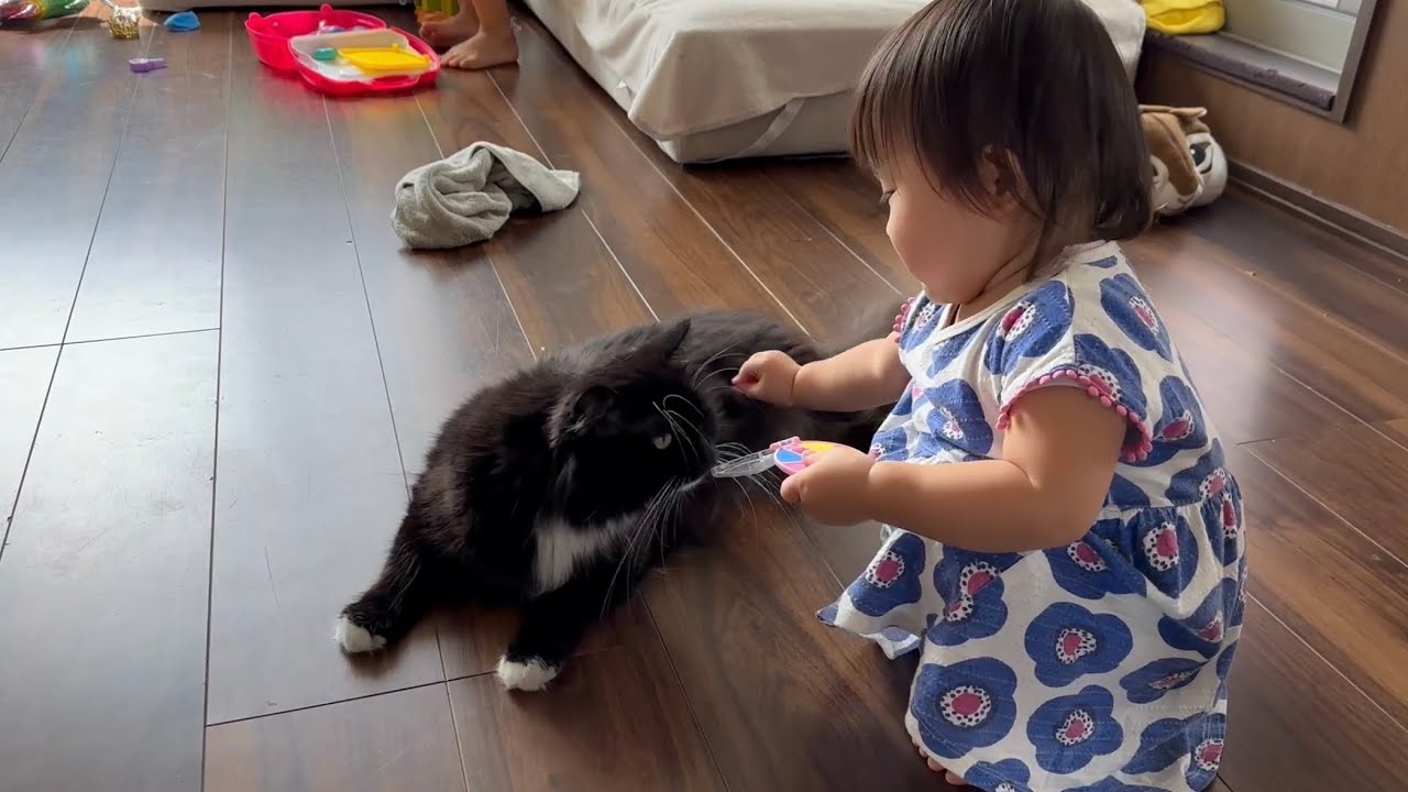 子供に化粧をしてもらう猫　ラガマフィンA cat being put on makeup by a child. Ragamuffin