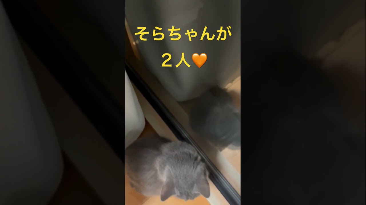 実は双子？！そらちゃん🤭（ロシアンブルー）#shorts