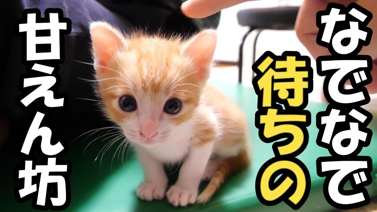 さびしんぼうの子猫達が猫団子を作って寝てる姿がカワイイ【赤ちゃん猫　保護猫】