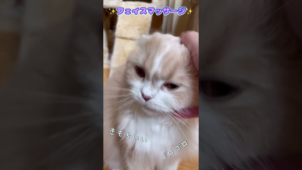 【#スコティッシュフォールド】フェイスマッサージ大好き猫#Shorts #cat ほてちゃん