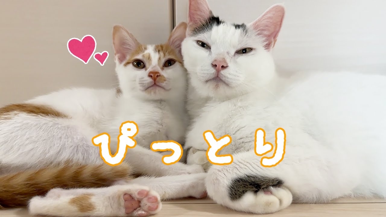 完全にチロさんの弟になった子猫トロ！