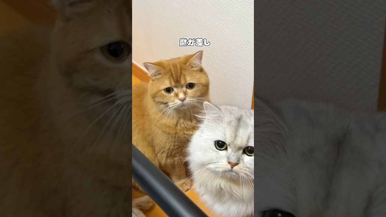 調子に乗った兄猫の結末がこちら...  #shorts