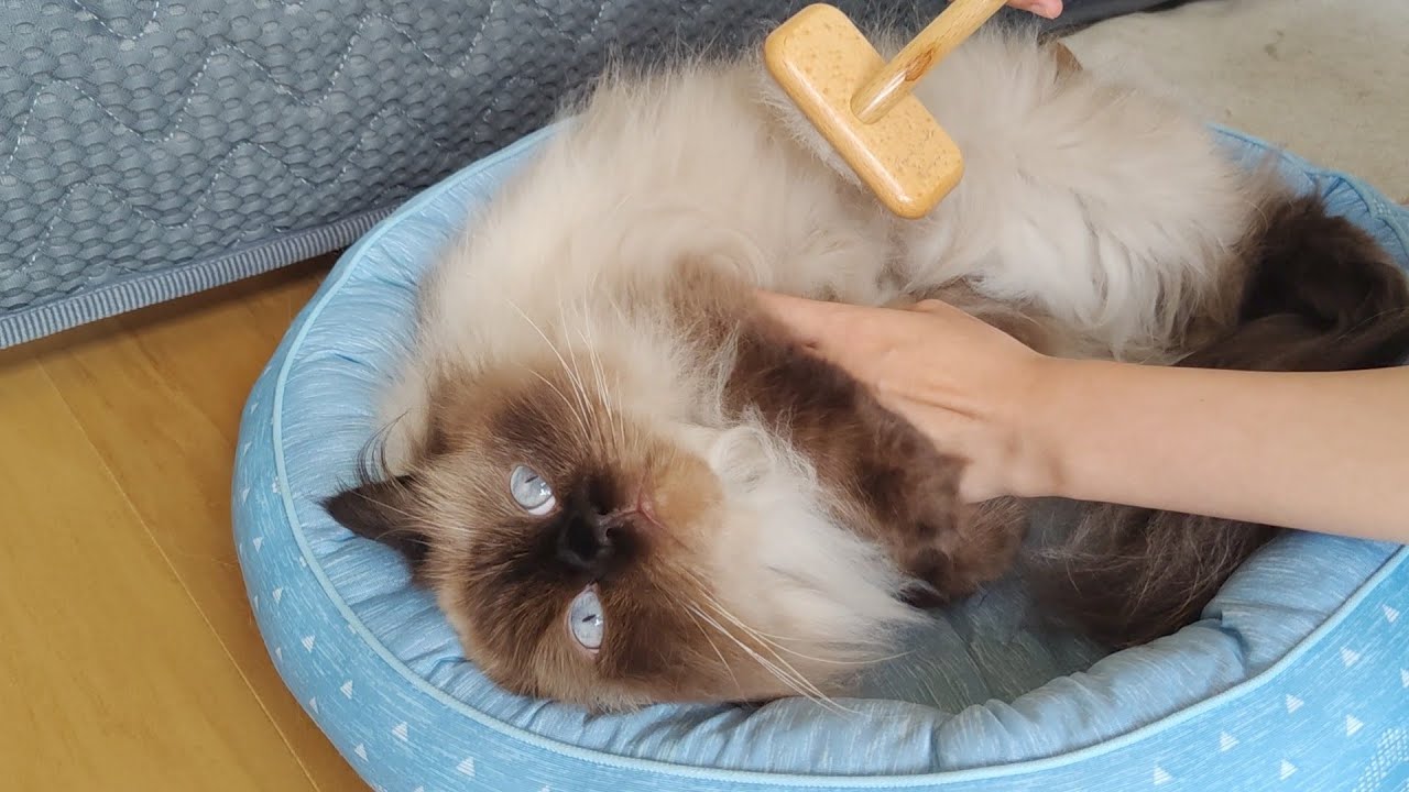 【ヒマラヤン】ブラッシングという名のなでなでタイム【お手入れ】