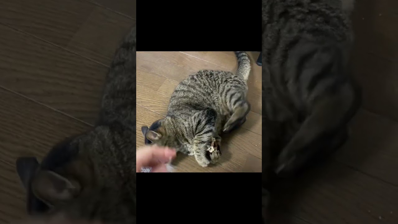 マタタビでキマってる凶暴猫を触ろうとしたら...