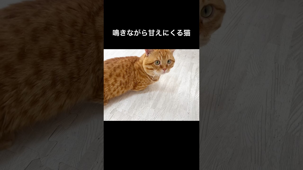 かわいい鳴き声で甘える猫 #猫 #マンチカン #shorts