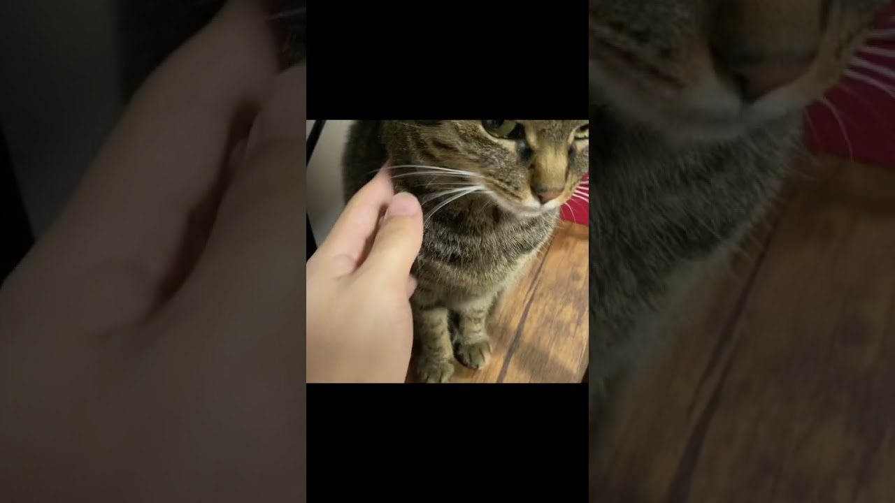 かわいそうな飼い主と仕方なく遊んでくれる猫...