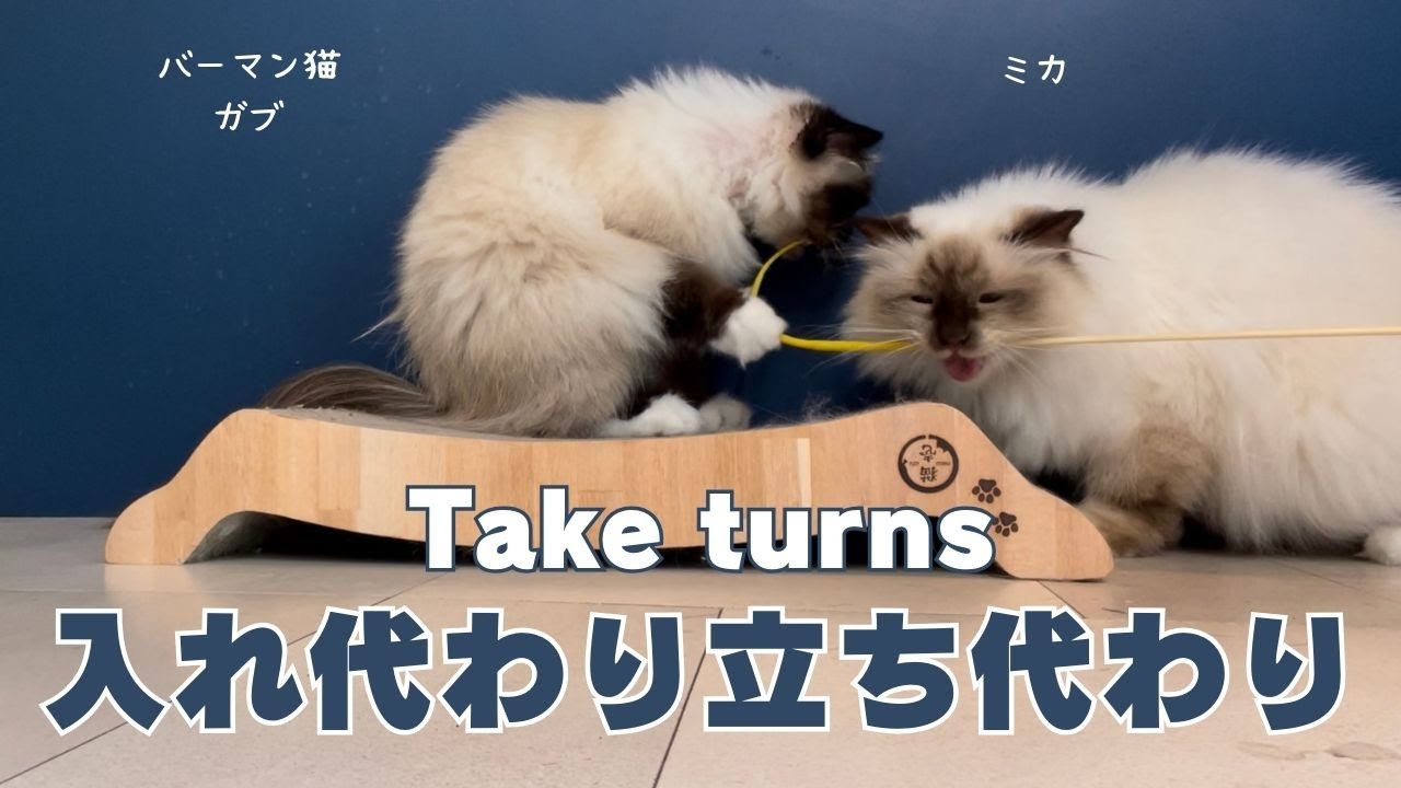 バーマン猫ウリとガブとミカとラフ【入れ代わり立ち代わり】Take turns（バーマン猫）Birman/Cat