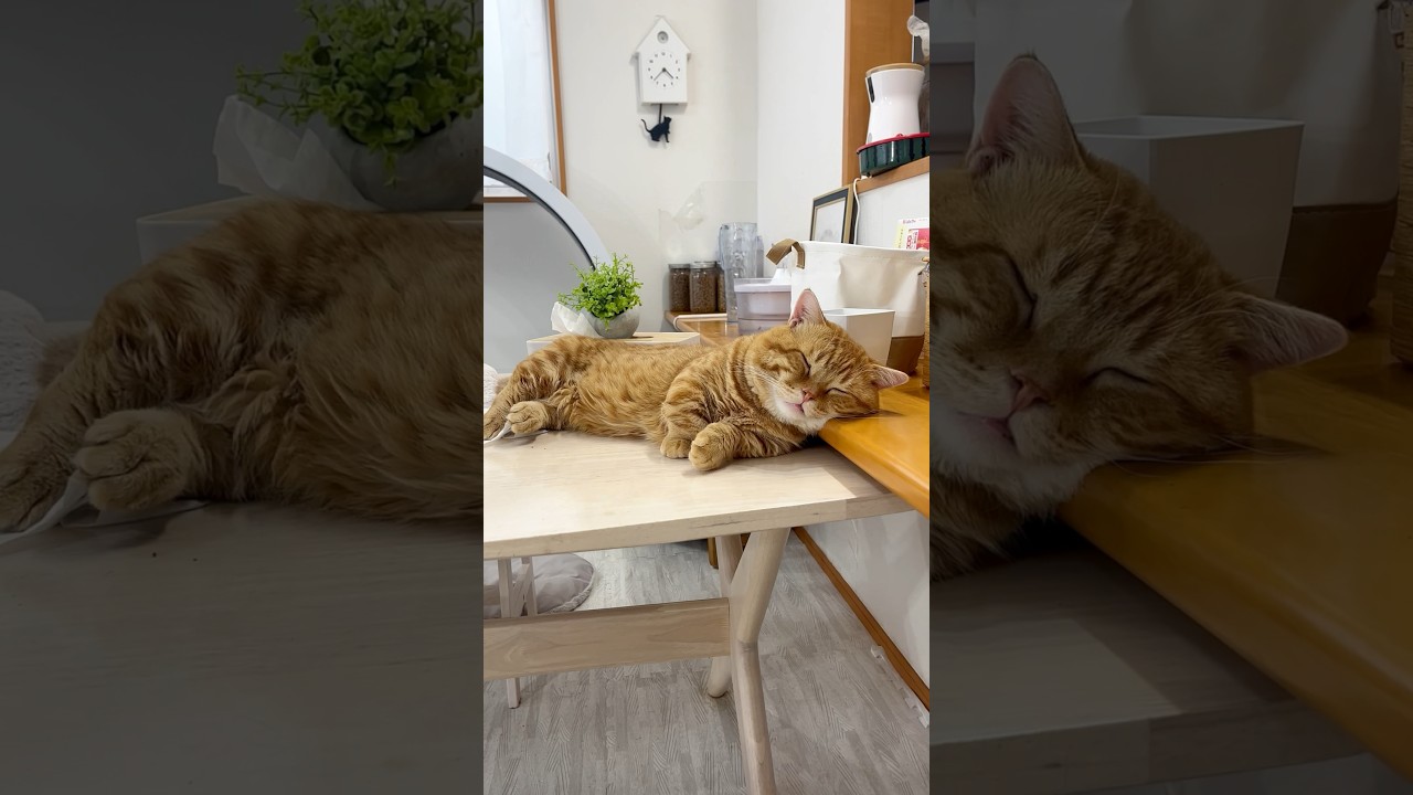 😽🍶 #猫 #マンチカン #shorts