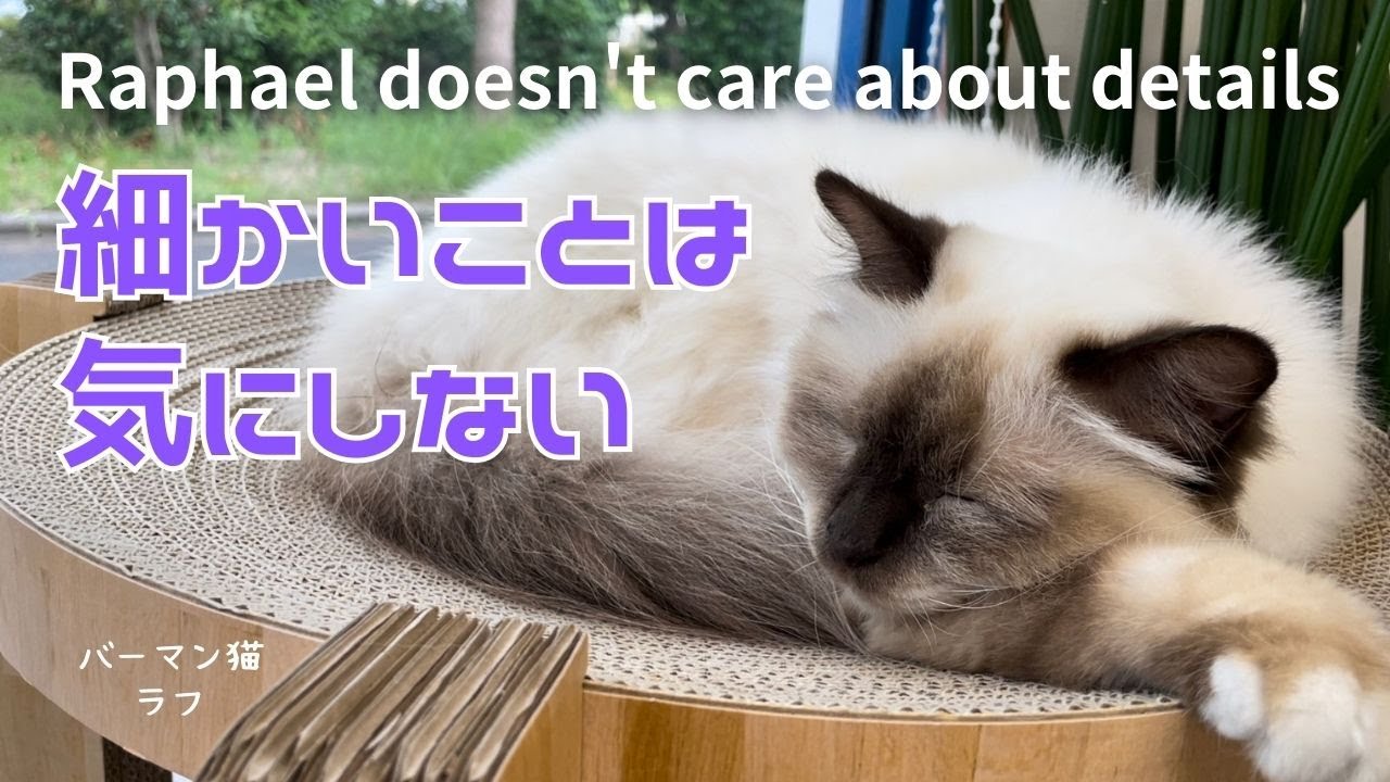 バーマン猫ラフとウリ【細かいことは気にしない】Raphael doesn't care about details（バーマン猫）Birman/Cat
