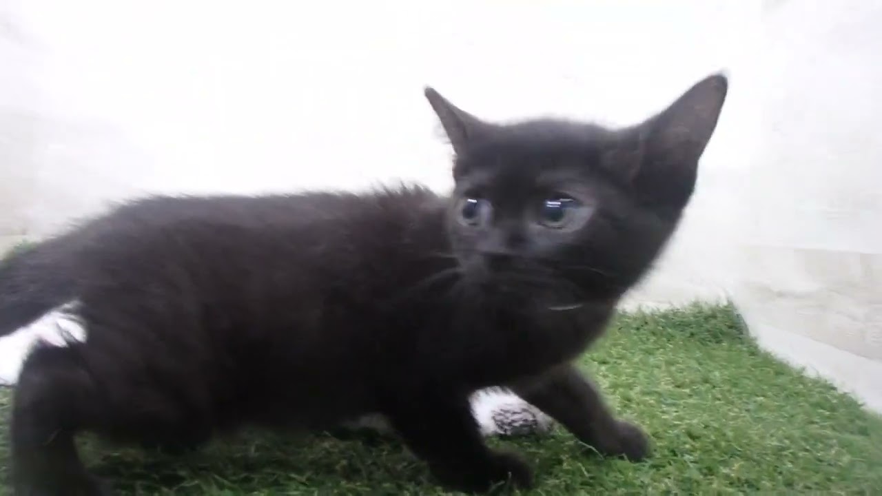 Coo&RIKU　No00650085 ボンベイ