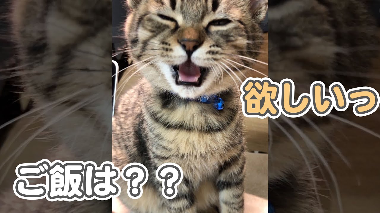 お腹が空いたとしゃべる子猫 #Shorts