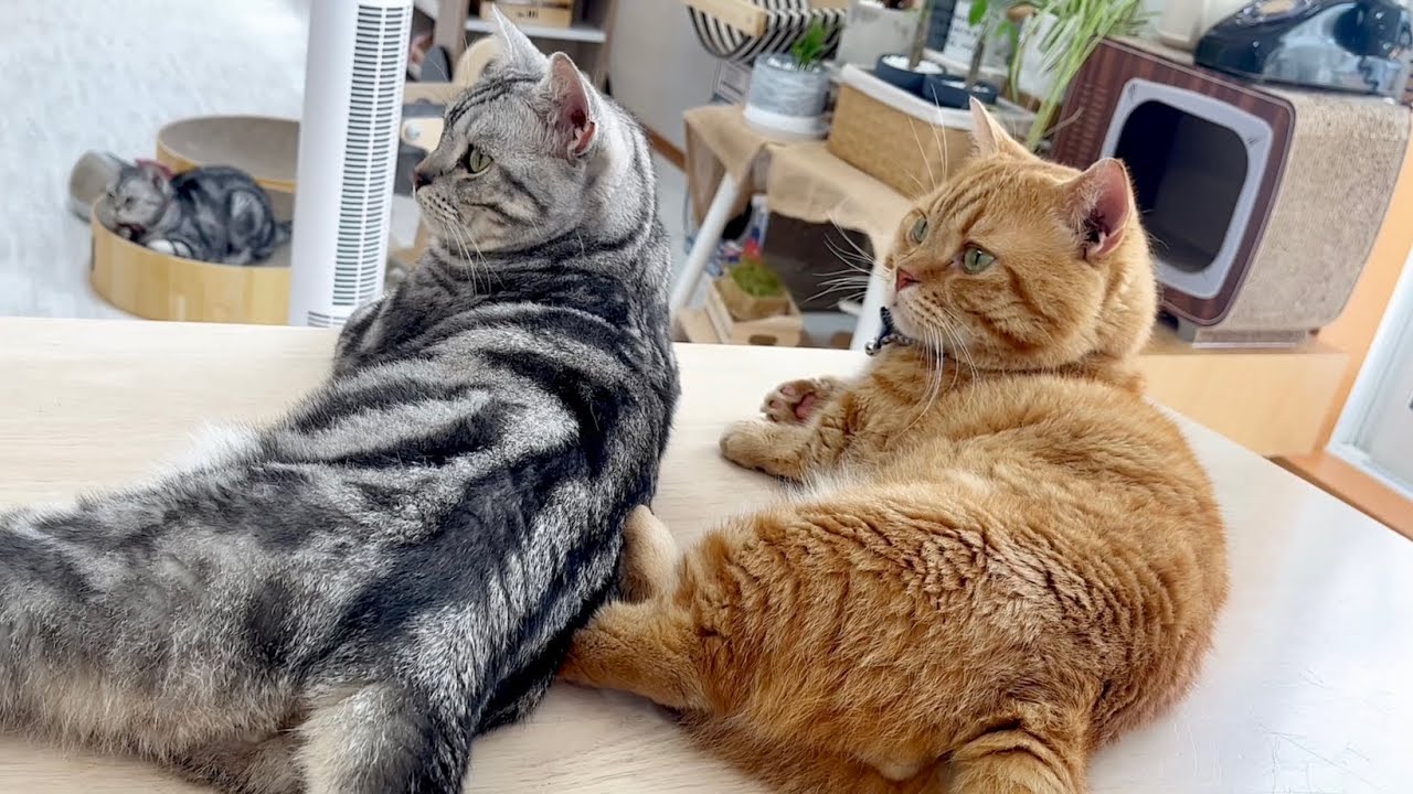 おだやかなごはんタイム🍚 #猫 #マンチカン