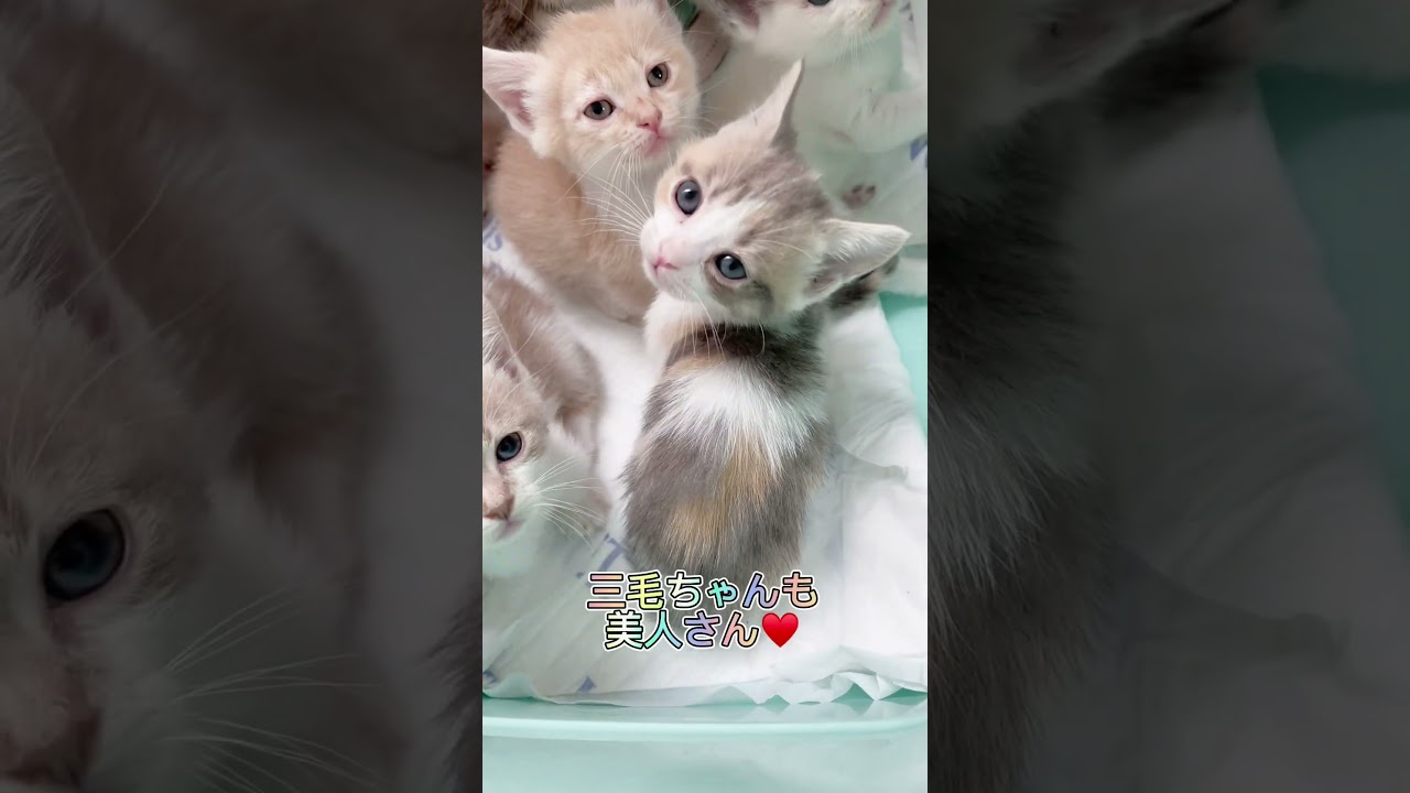 マンチカン兄妹スクスク成長🩷 【お問合せ詳細は説明欄に記載あります】 #スクーカム #ブリーダー直販 #マンチカン #ミヌエット #ラパーマ #子猫 #子猫販売 #猫 #猫のいる暮らし #猫動画