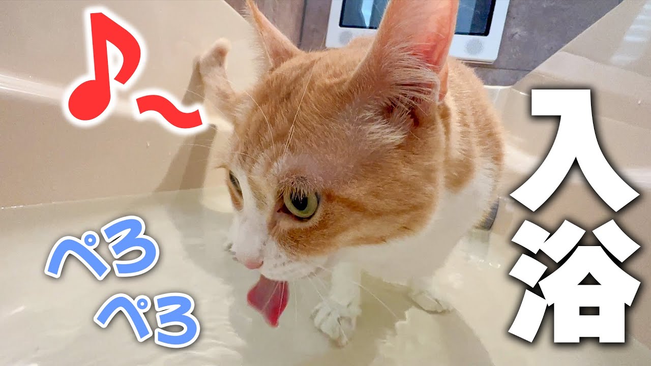 足が汚すぎる猫をお風呂に放り込んだら気に入りすぎて出てこなくなりました。