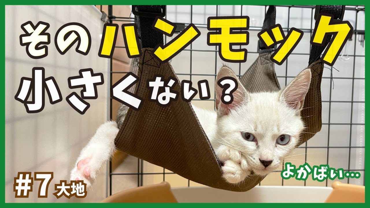 【保護 シャムミックス】元野良猫イケニャンの成長に合わせて引越します。猫じゃらしで遊ぶ姿も可愛いね。【野良シャム・大地7】/ Kitten  protection