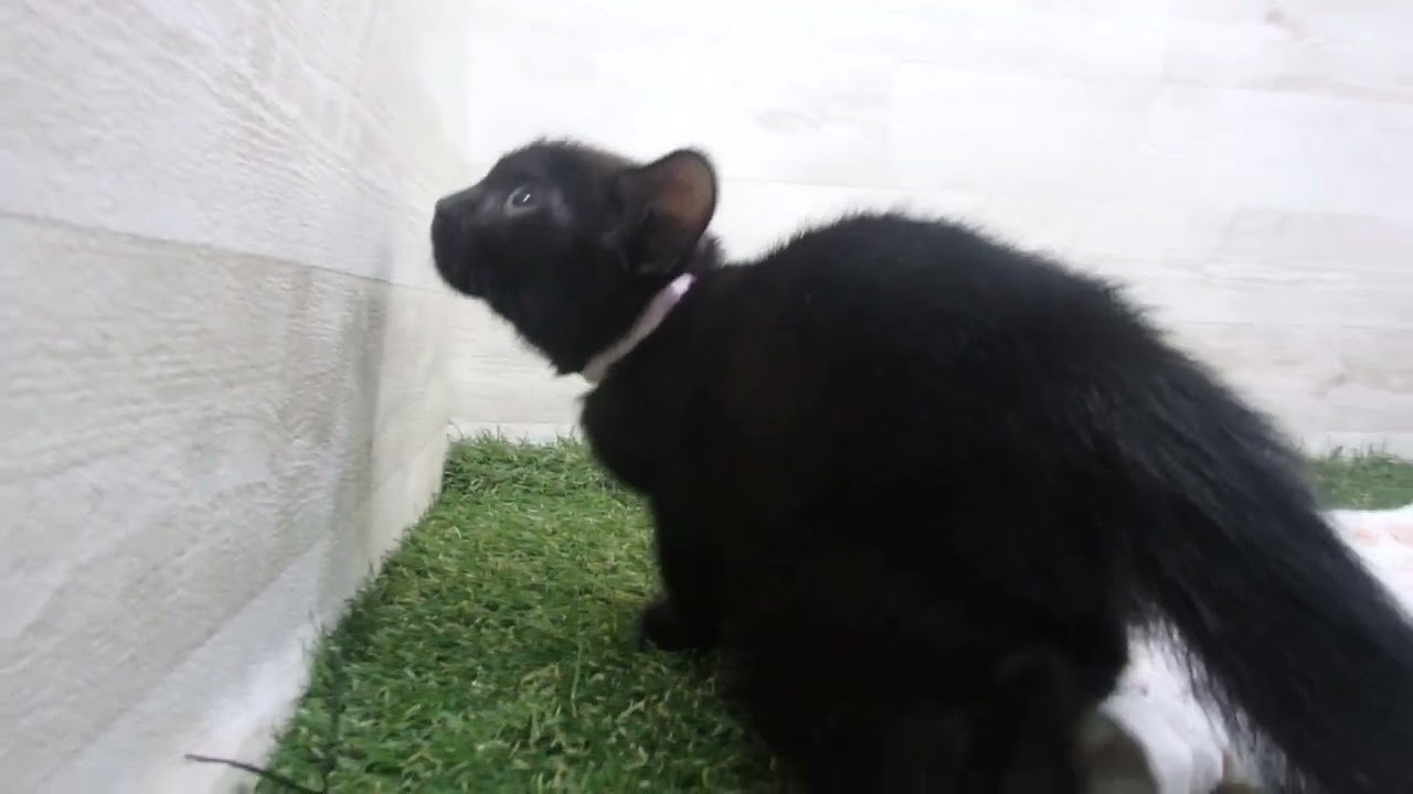 Coo&RIKU　No00650087 ボンベイ