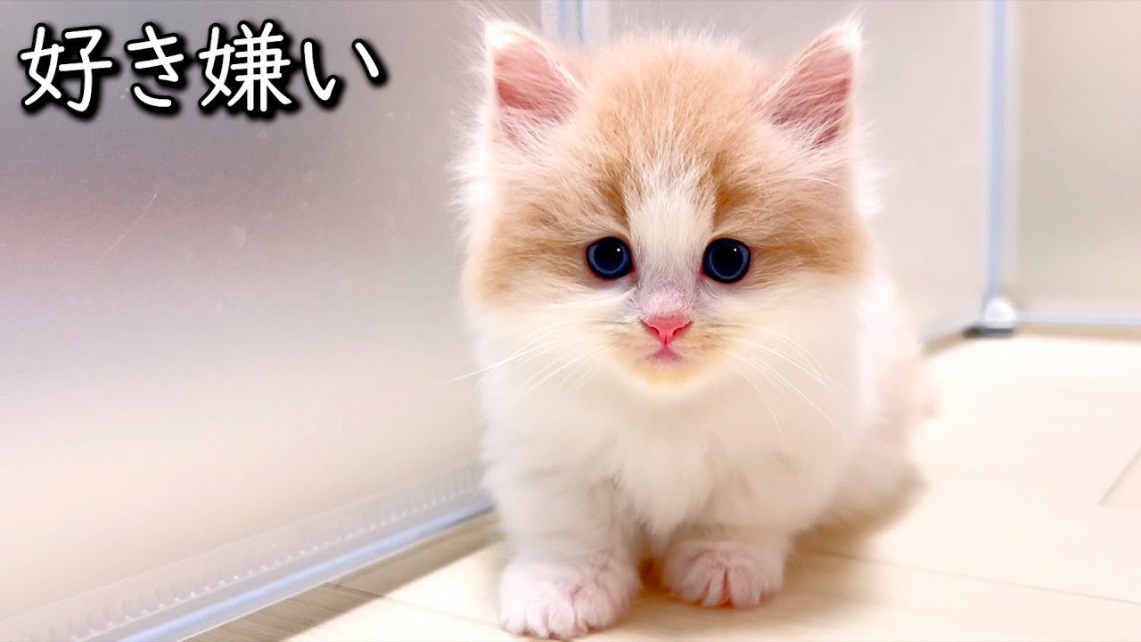 【マンチカンの子猫】兄妹でも好き嫌いが分かれるネズミちゃんの件 ∼猫のいる生活Vol.802~ 出産動画 マンチカン短足・ミヌエット・ペルシャ猫専門ブリーダー『ペット蔵人』【子猫の成長記録】