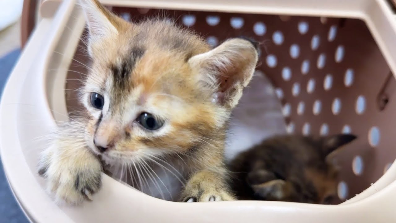 【心配】子猫2匹を病院に連れていきます…