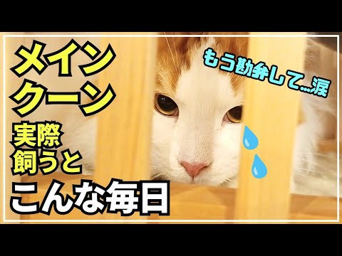 雷が怖い大型猫。大きな身体で怯えまくりの様子が可愛い過ぎた...【メインクーン】