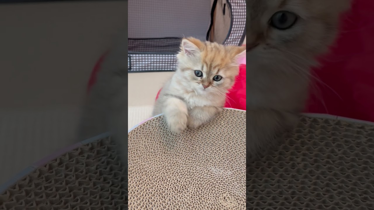 爪研ぎボウルに乗り損ねて慌てる子猫 【サイベリアン】 #shorts