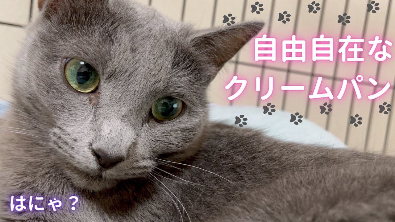 クリームパンをママに捧げます（ロシアンブルー）