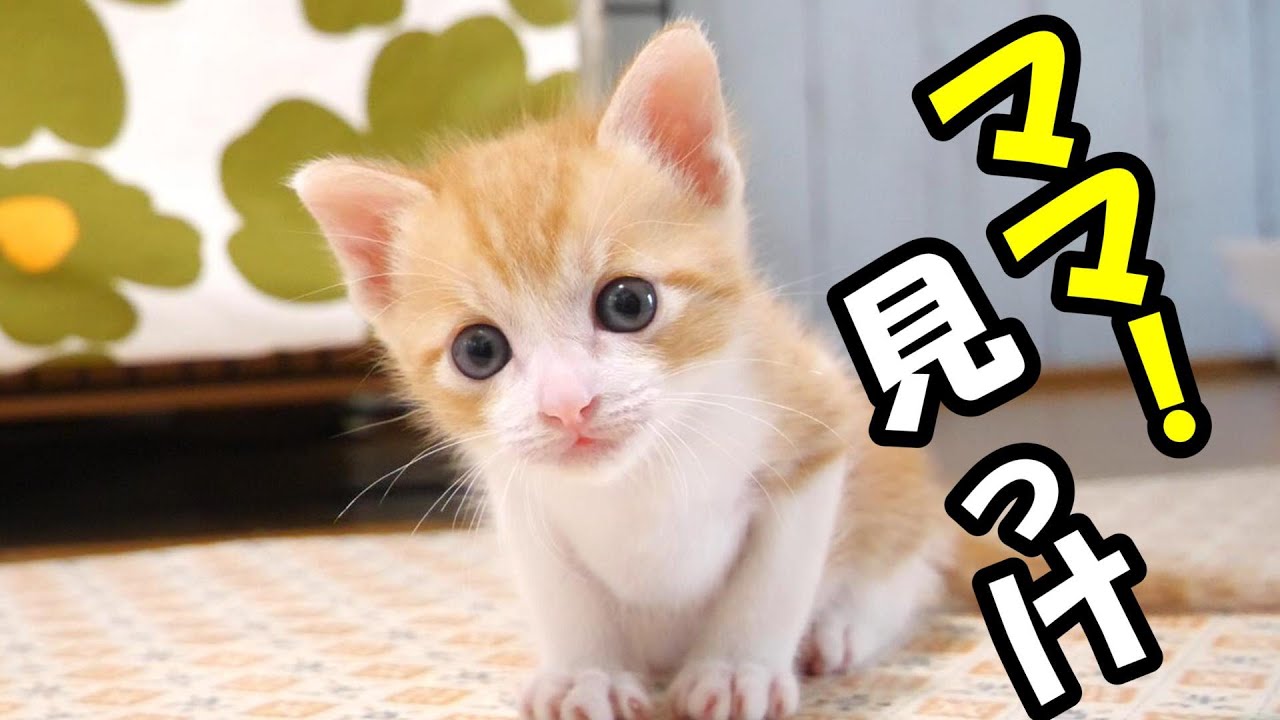 ママを発見した子猫たちがワラワラと集まってくる【赤ちゃん猫　保護猫】