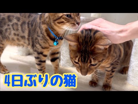 コロナ陽性で隔離されていたので4日ぶりの猫です（パドック）
