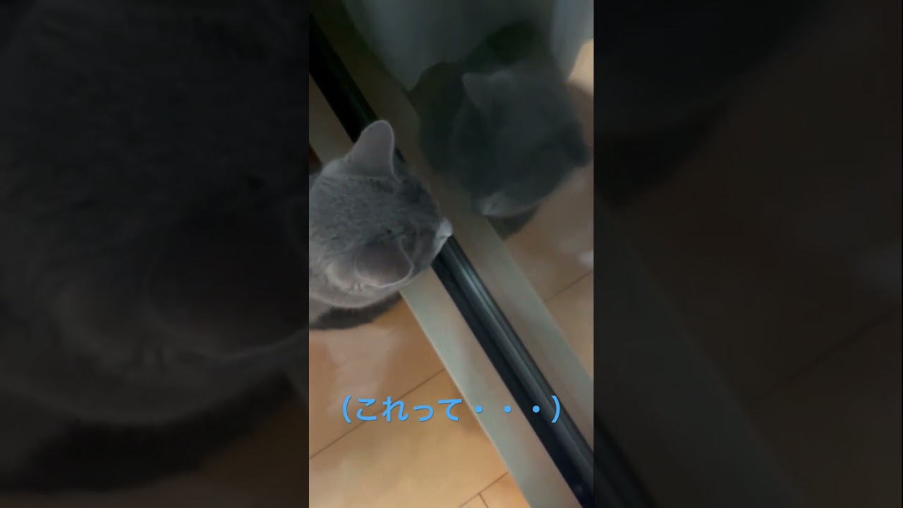 自分に見惚れる💛そらちゃん（ロシアンブルー）#shorts