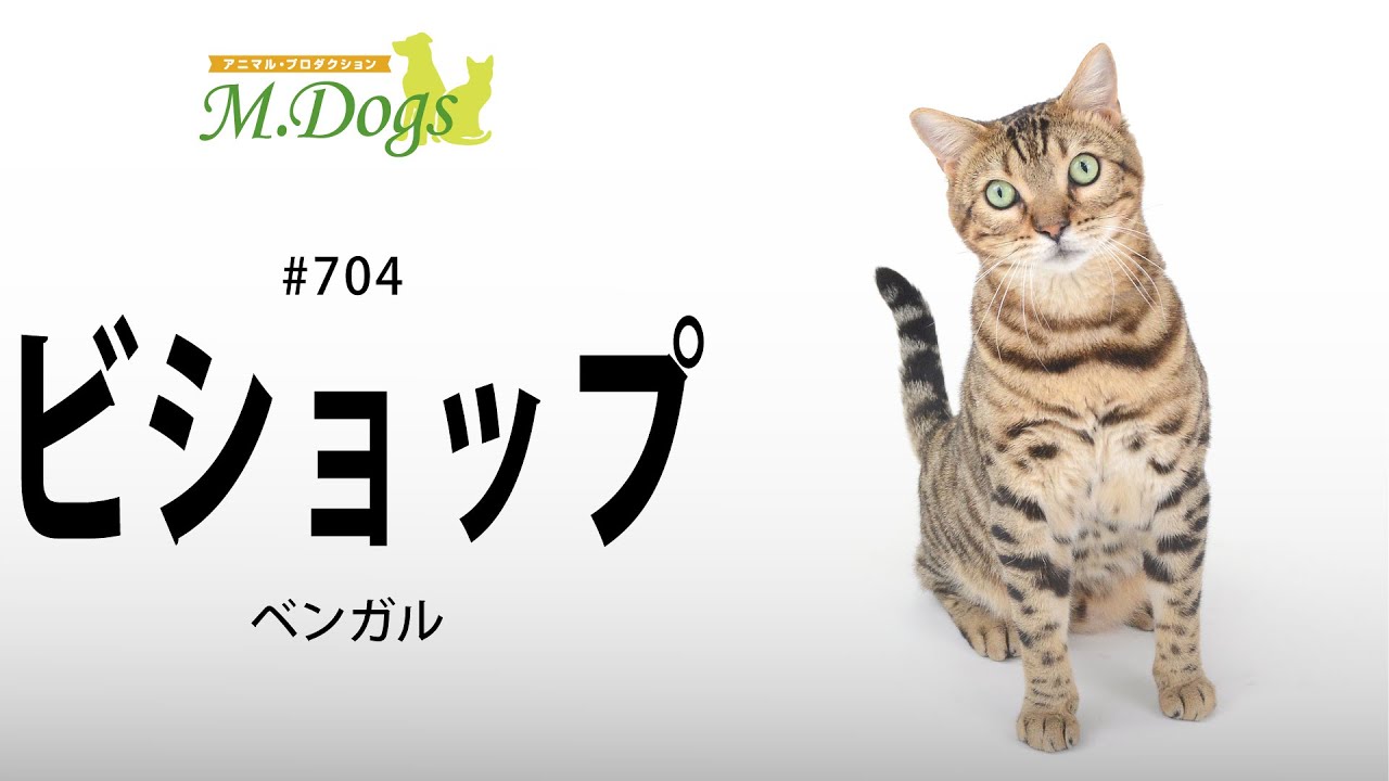 ペットモデル #704 ベンガル「ビショップ」