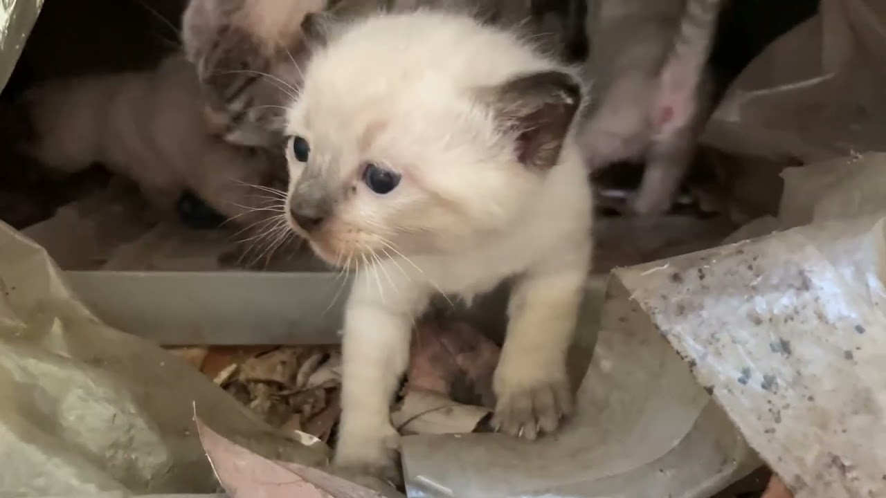 活発に動きまわるシャム猫の子猫たち