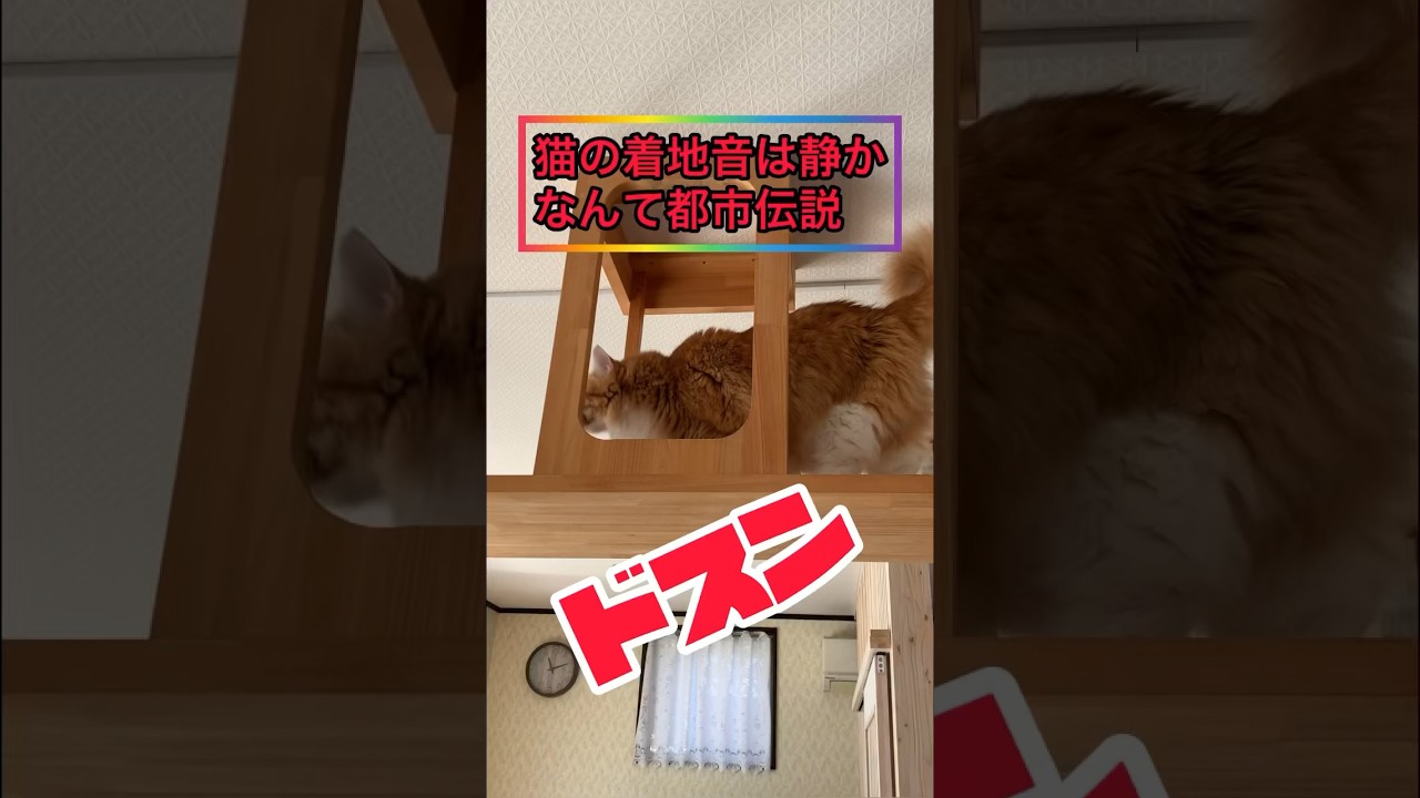 【猫の着地音はドッスン！】 #メインクーン #cat #猫動画おもしろい #可愛い猫 #茶トラ