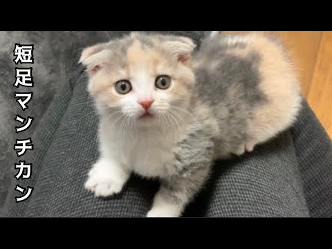かくれんぼをする満2ヶ月の子猫がかわいすぎます！【お迎え翌日】