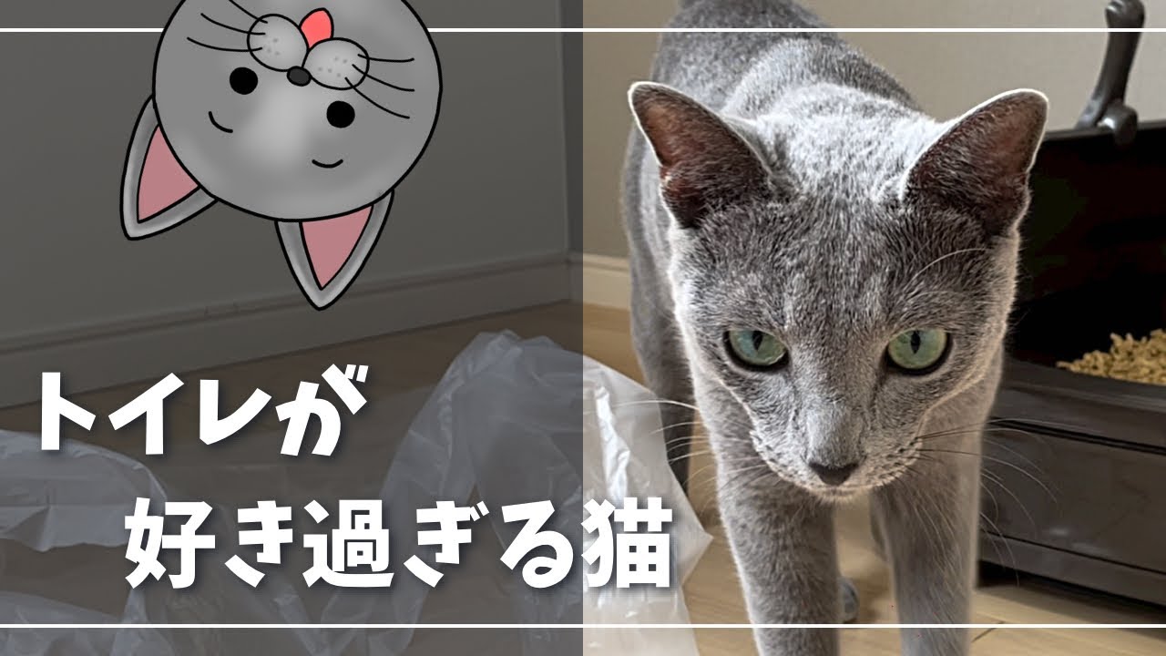 バラされたトイレが心配で片時も離れないかわいい猫【ロシアンブルー】