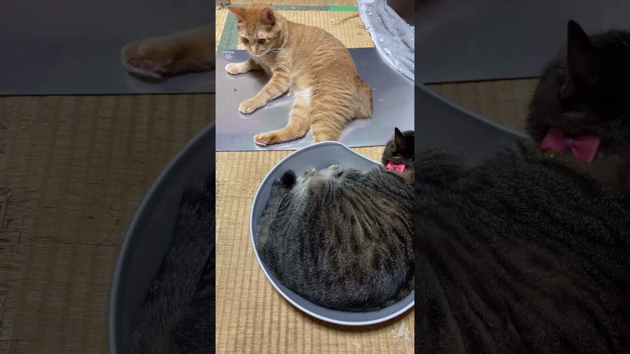 アルミ猫鍋とアルミ板