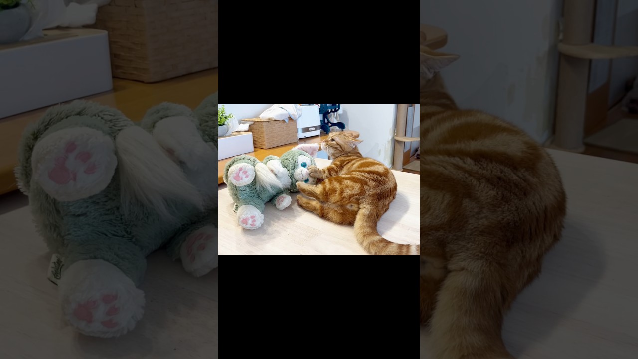 あなたのパパも... #猫 #マンチカン #shorts