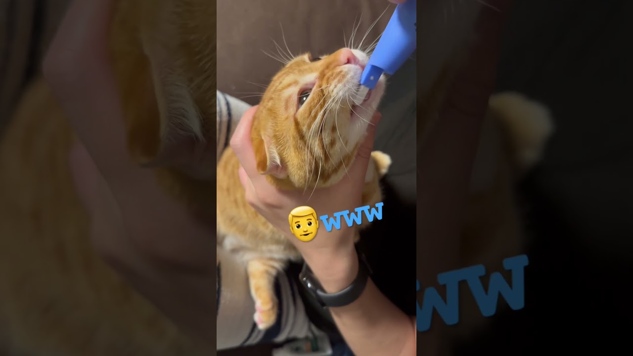歯磨き〜上手かな〜🐈 #キンカロー #猫 #cat #catlover #catlovers #catvideo #catvideos #고양이 #猫のいる暮らし #歯磨き