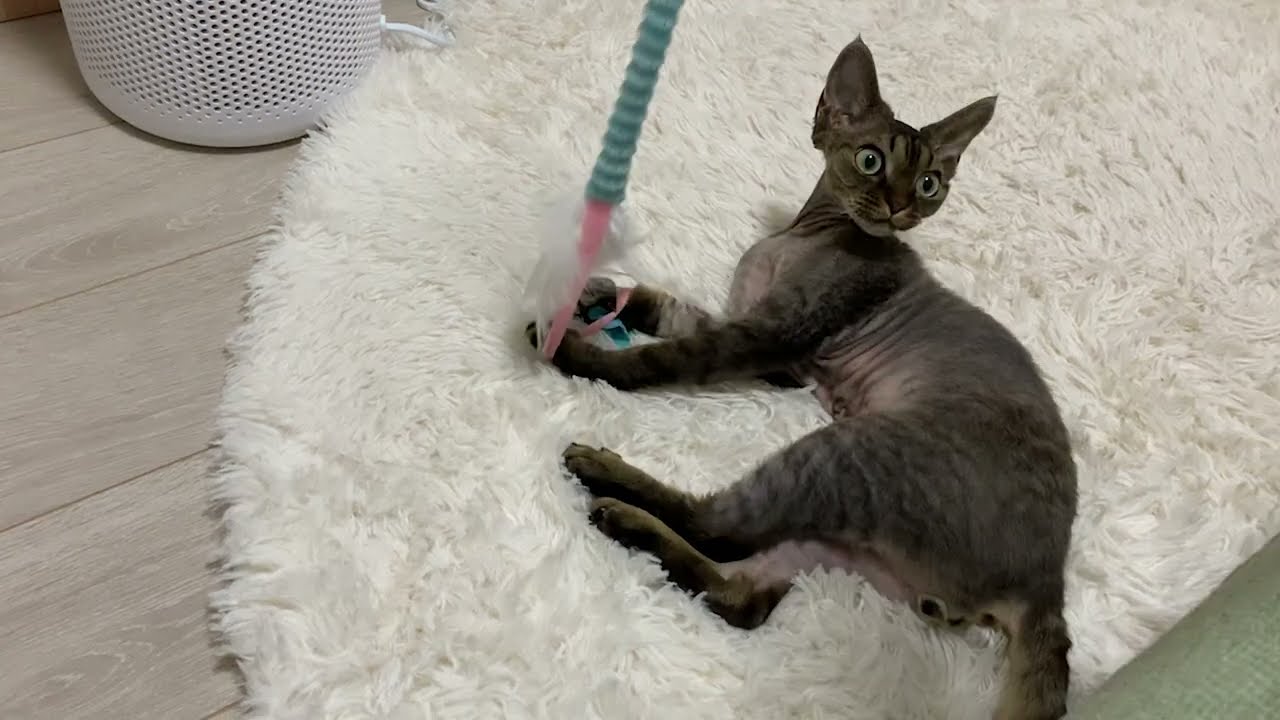 デボンレックス子猫と猫じゃらしで遊びました(Devon Rex kitten playing with a cat toy)