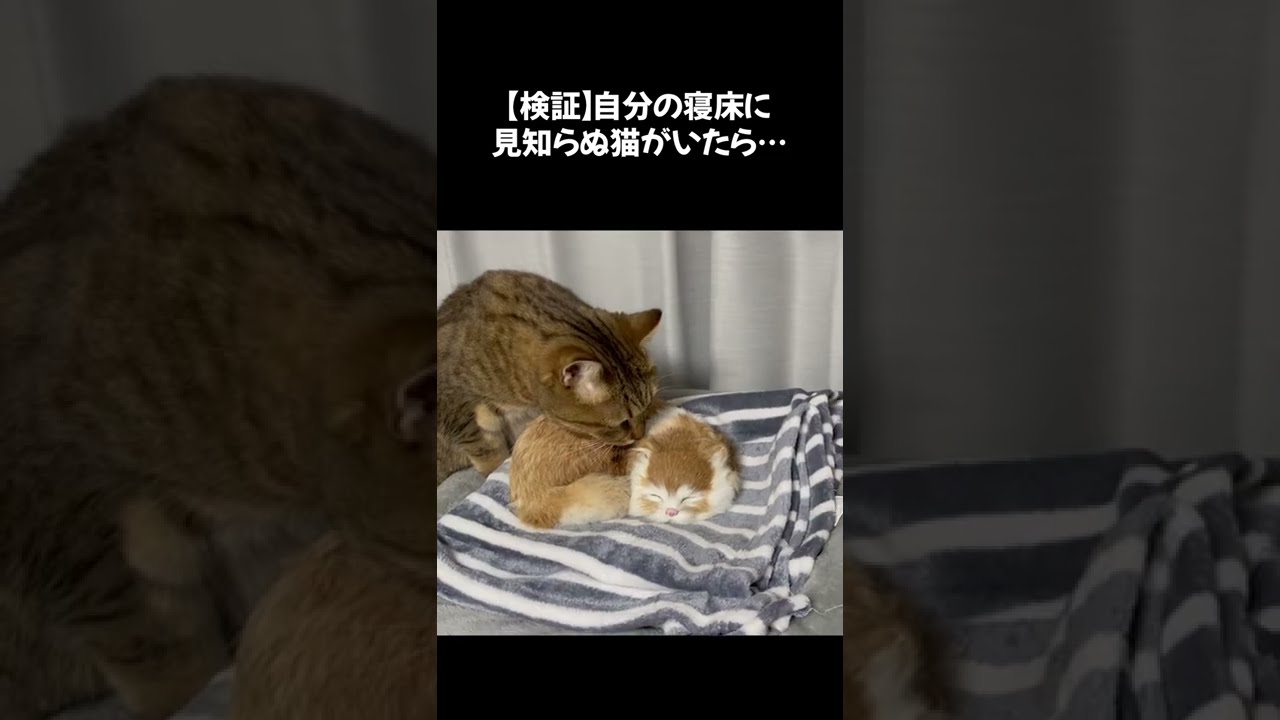 寝床に知らない猫が寝ていた時の猫の抵抗がｗｗｗ　#shorts