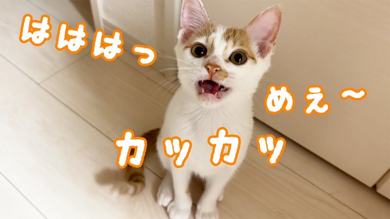 独特なクラッキングをする子猫トロくん！