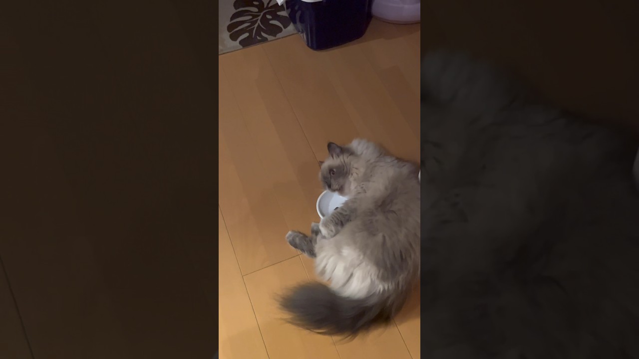 またたびに酔うヒマラヤン6