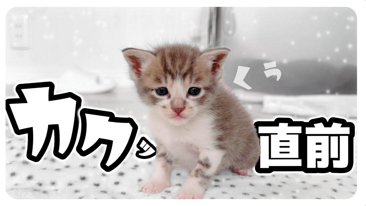 【子猫のミルボラ】とにかく甘え方が秀逸すぎる子猫がこちら【保護猫生活9日目2】